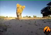 Leopardi lainaa kameraa