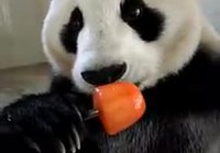 Panda vain syö jäätelöä