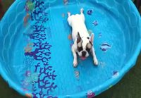 Koira ui altaassa