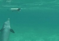 Delfiini ihmettelee koiraa