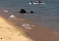 Karhut rannalla uimassa