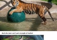 Kiertävästä sirkuksesta pelastettu tiikeri