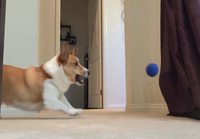 Koira pallon perässä