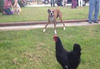 Koira ja kana