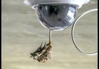 Kolibri tekee pesän turvakameran eteen