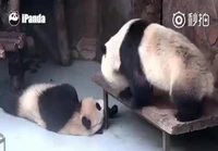Pandakarhujen ihmeellinen maailma