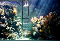 30,000 litran akvaario kotona
