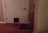 Kissa ovella
