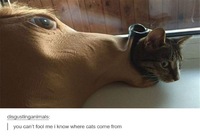 Mistä kissat tulevat