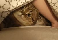 Kissut piilottelee