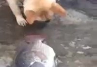Koira tahtoisi auttaa kalaa