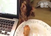 Nukkuva kissa yrittää varastaa kanaa