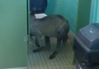 Kenguru syö paperia vessassa