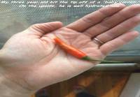 Lapsen pieni porkkana
