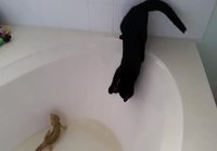 Kissa liskon kanssa kylvyssä