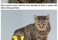 31 vuotias kissa