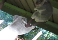 Tappelevat koalat örisee