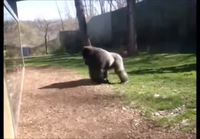 Gorillat riehuu