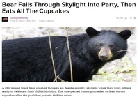 Karhu tipahtaa bileisiin
