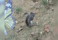 Orava ja hyvä pähkinä