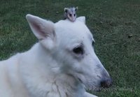 Koira adoptoi opossumin