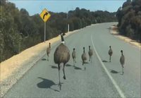 Liikenneruuhka australiassa