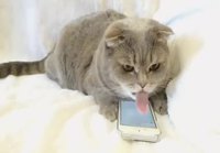 Kissa selaa internettiä puhelimella