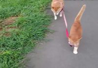 Kissa kävelyttää koiraa