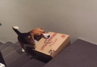 Koiran laatikko