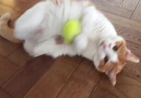 Kissan pallo