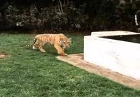 Tiikerin säikäytys