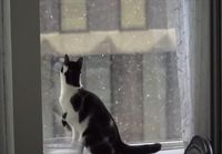 Kissat ihmettelee lunta