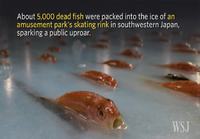 Teemapuiston 5000 jäädytettyä kalaa