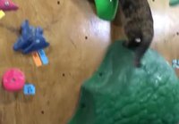 Kissa kiipeilyseinällä