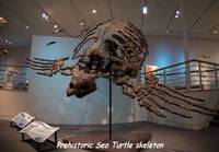 Esihistoriallinen kilppari