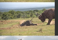 Lentävä buffalo