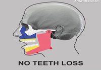 Miten leuan käy ilman hampaita?
