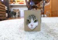 Kissan pää laatikossa
