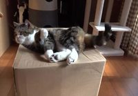 Kissa laatikon päällä