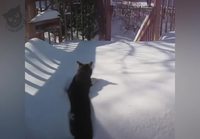 Kissoja lumessa