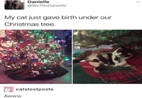 Joulukissa synnyttää