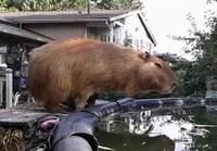 Kapybara altaaseen
