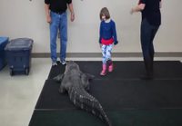 Alligaattorilla ratsastus