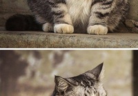 Venäläisimmän näköinen kissa ikinä