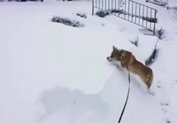 Corgi iloitsee lumessa
