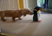 Pingviini pelottaa koiraa