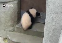 Pandan pakoyritys