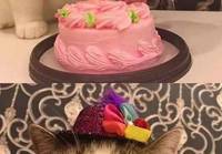 Kissalla kakkupäivät