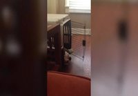 Koira leikkii häkin ovella