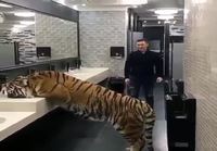 Tiikeri vessassa